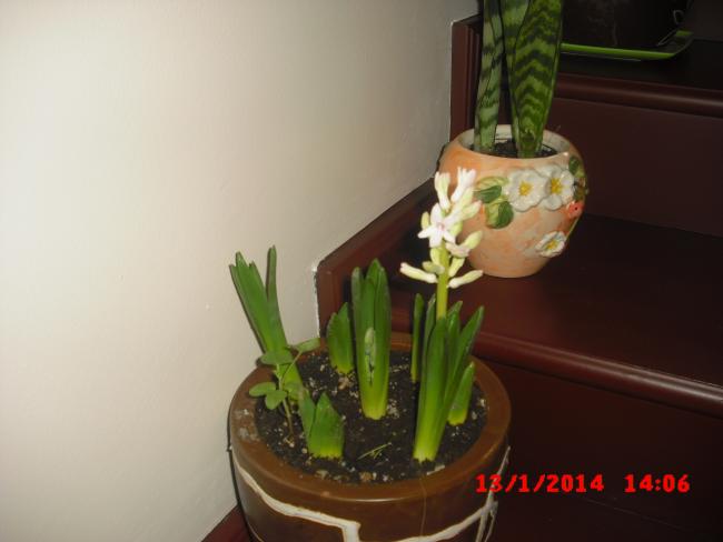 Name:  CIMG5546.jpg
Views: 479
Size:  25.9 KB