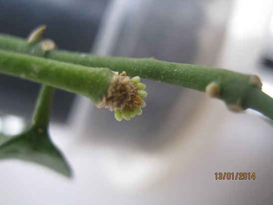 Name:  lacunosa tomurcuk.jpg
Views: 4418
Size:  43.1 KB