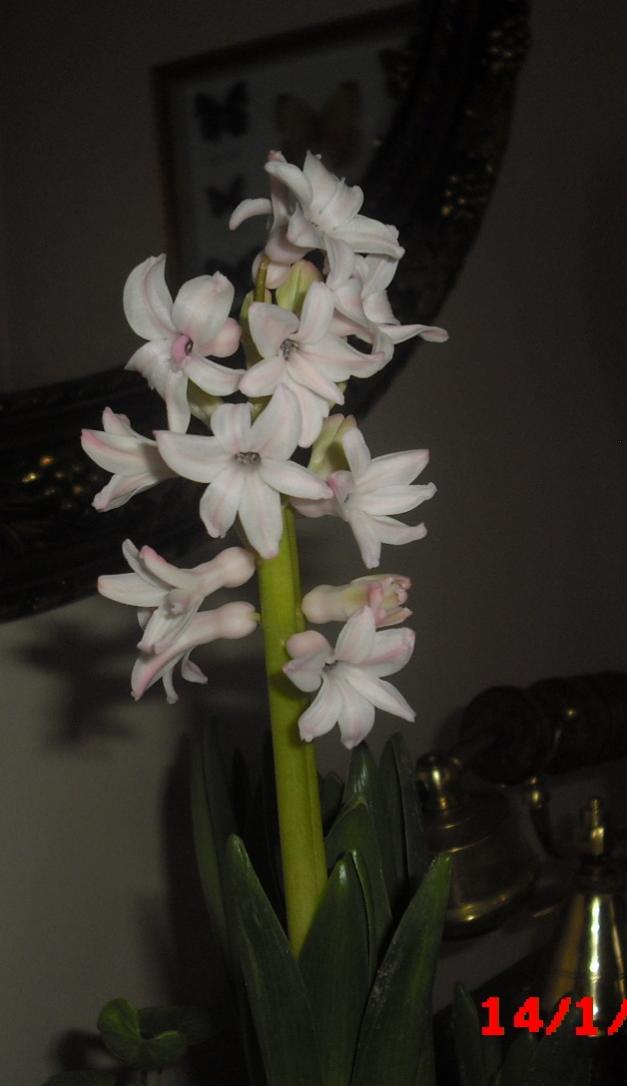 Name:  CIMG5579.jpg
Views: 431
Size:  47.8 KB