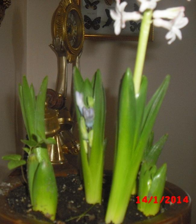 Name:  CIMG5581.jpg
Views: 466
Size:  47.1 KB