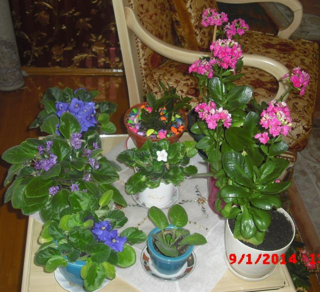 Name:  CIMG5540.jpg
Views: 495
Size:  70.4 KB