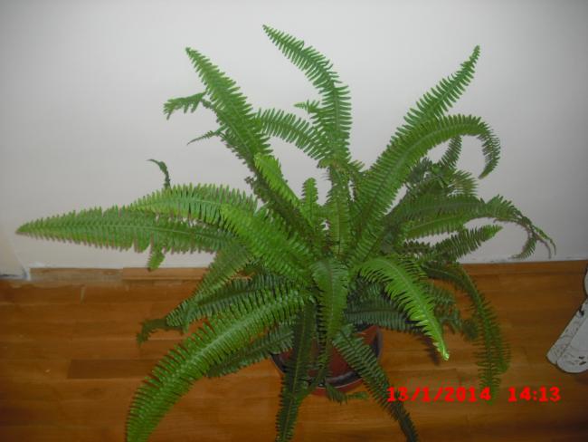 Name:  CIMG5563.jpg
Views: 462
Size:  36.2 KB