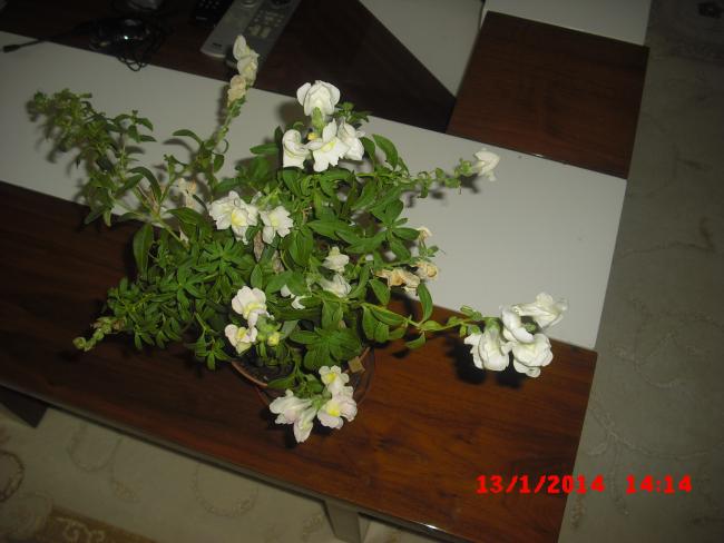Name:  CIMG5564.jpg
Views: 462
Size:  37.1 KB