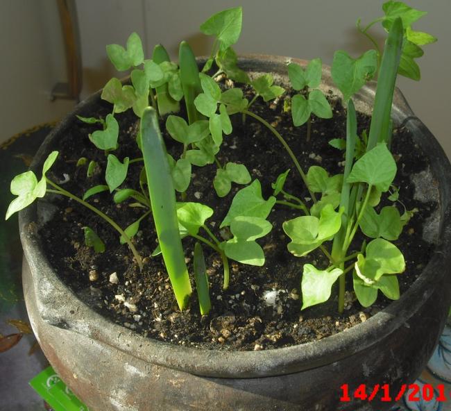 Name:  CIMG5583.jpg
Views: 441
Size:  66.5 KB