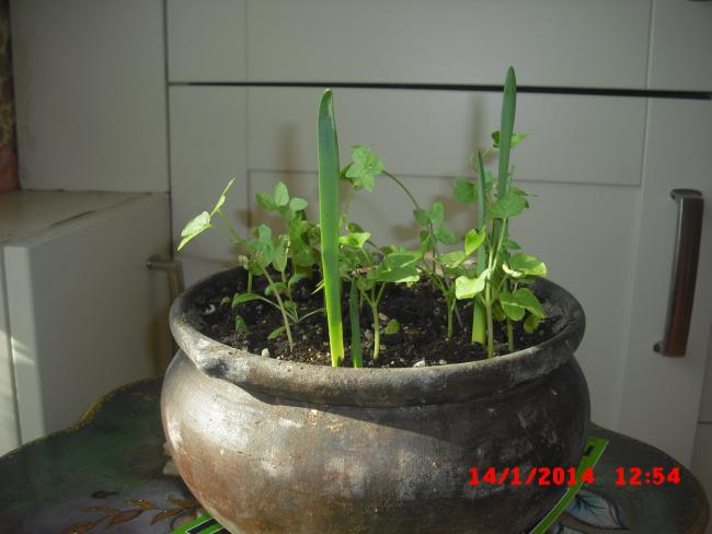 Name:  CIMG5584.jpg
Views: 447
Size:  34.4 KB