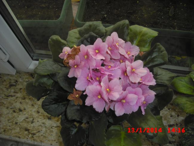 Name:  CIMG5572.jpg
Views: 444
Size:  42.4 KB