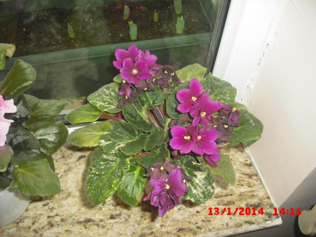 Name:  CIMG5573.jpg
Views: 422
Size:  51.7 KB