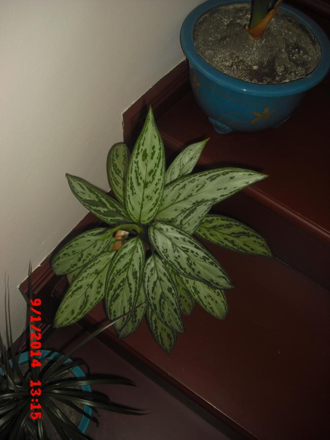 Name:  CIMG5496.jpg
Views: 480
Size:  51.1 KB