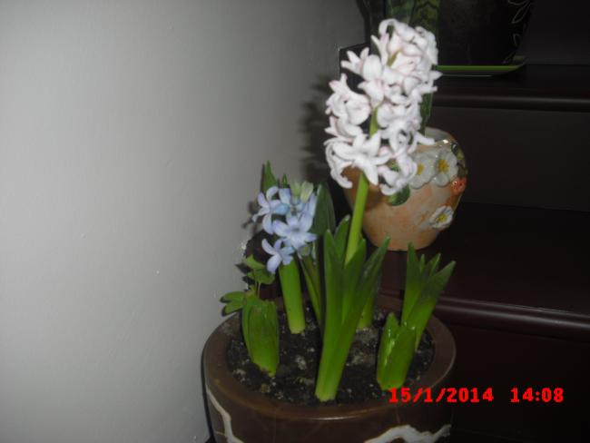 Name:  CIMG5585.jpg
Views: 394
Size:  24.0 KB