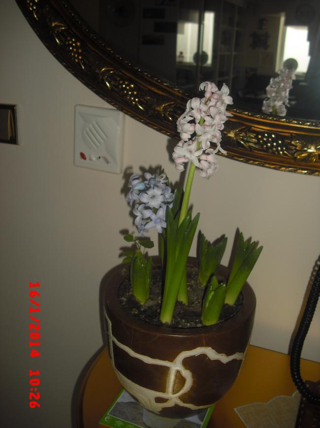 Name:  CIMG5598.jpg
Views: 379
Size:  50.2 KB