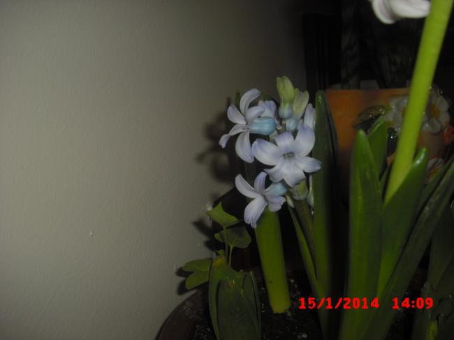 Name:  CIMG5589.jpg
Views: 396
Size:  23.2 KB