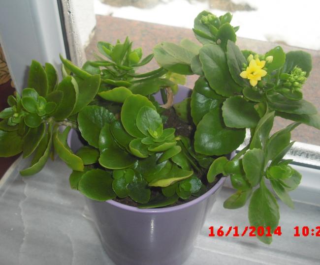 Name:  CIMG5593.jpg
Views: 398
Size:  43.0 KB