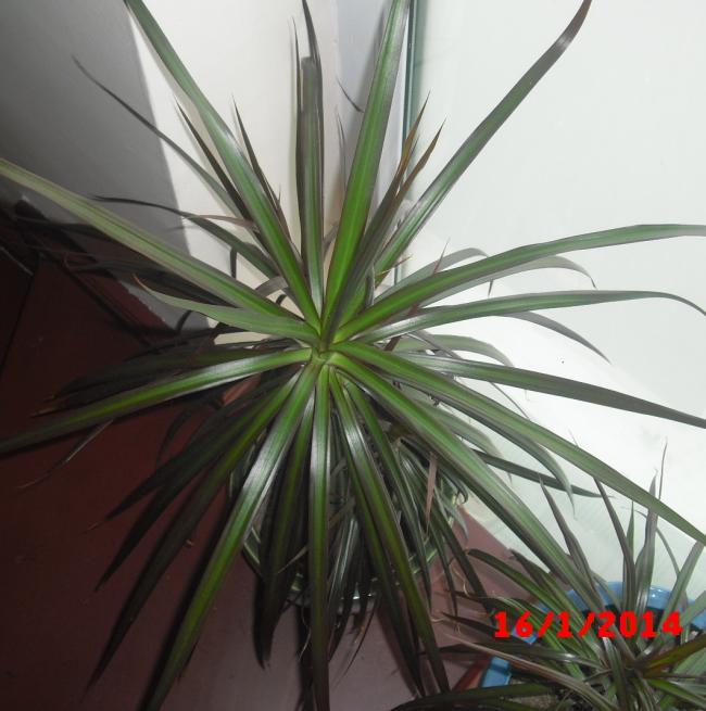 Name:  CIMG5601.jpg
Views: 786
Size:  52.0 KB