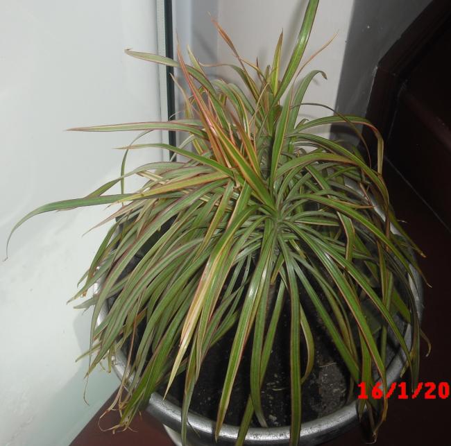 Name:  CIMG5600.jpg
Views: 398
Size:  59.3 KB