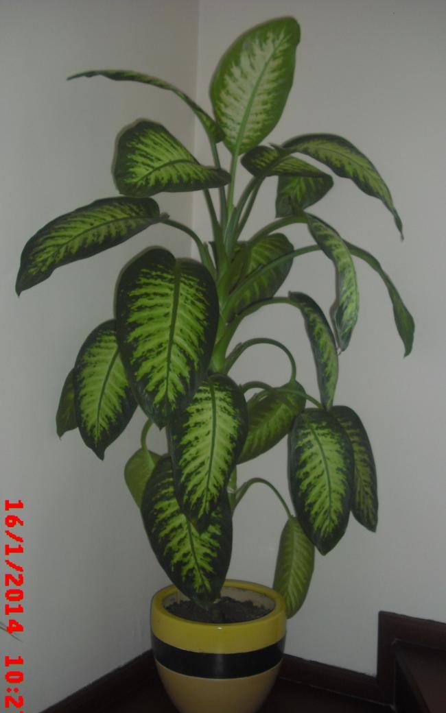 Name:  CIMG5602.jpg
Views: 443
Size:  52.8 KB