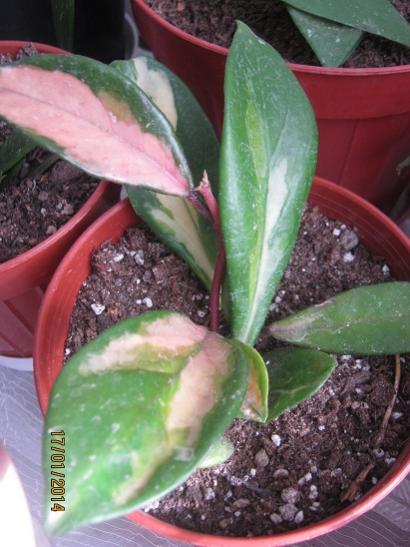 Name:  h. c. tricolor.jpg
Views: 4395
Size:  40.2 KB