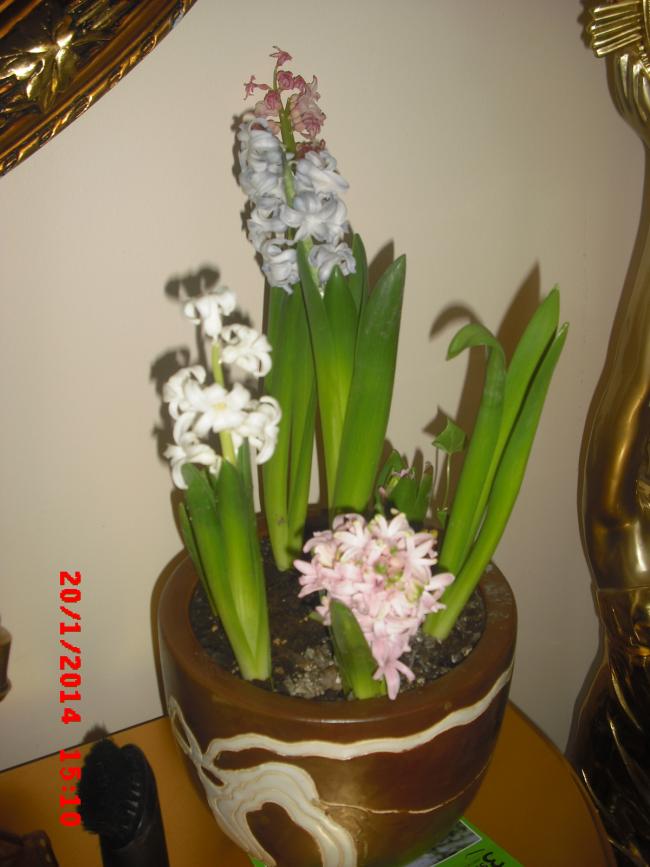 Name:  CIMG5603.jpg
Views: 365
Size:  55.8 KB