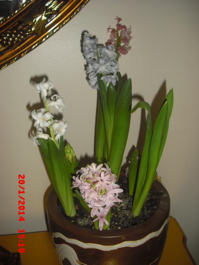 Name:  CIMG5604.jpg
Views: 359
Size:  57.1 KB