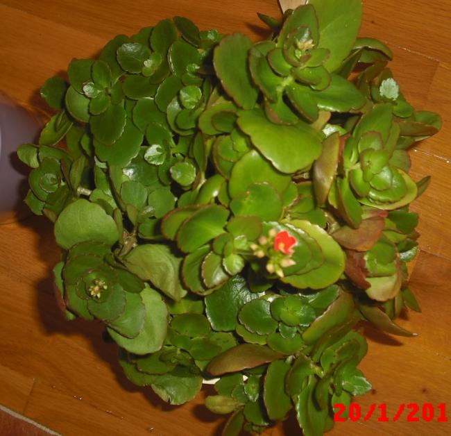Name:  CIMG5610.jpg
Views: 377
Size:  55.9 KB