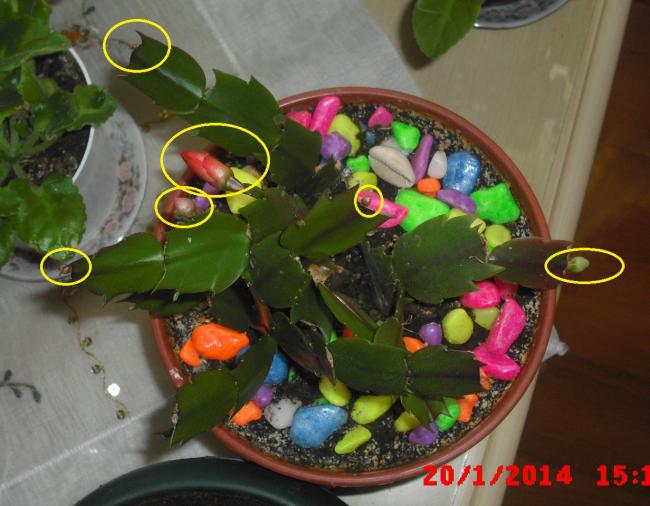 Name:  CIMG5611.jpg
Views: 371
Size:  48.0 KB