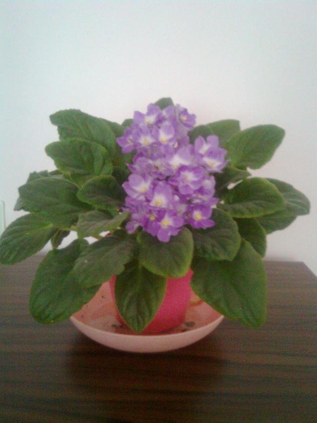 Name:  Grnt0033.jpg
Views: 569
Size:  51.0 KB