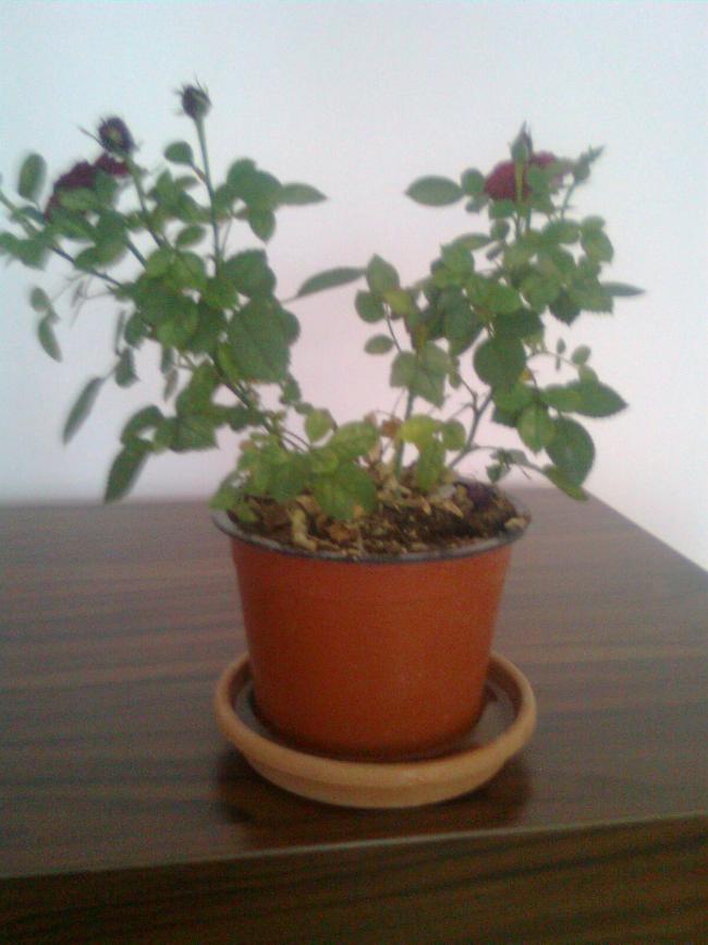 Name:  Grnt0034.jpg
Views: 581
Size:  52.7 KB