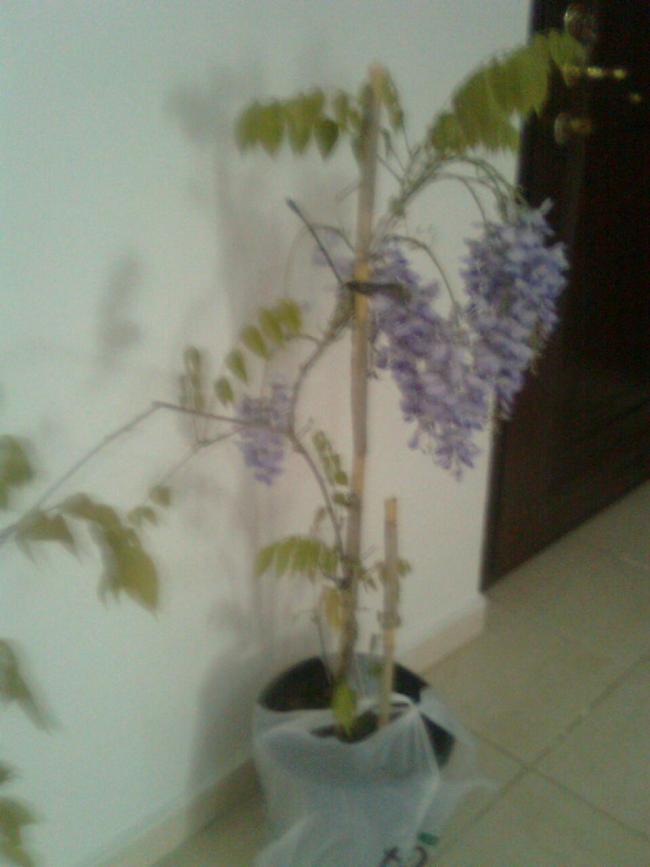Name:  Grnt0847.jpg
Views: 565
Size:  41.7 KB