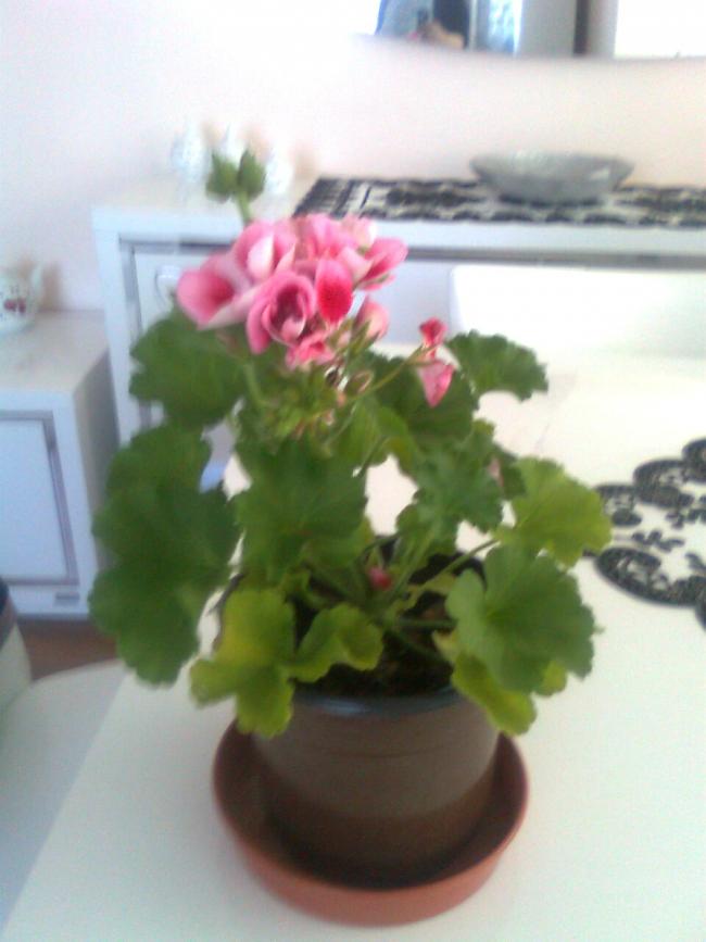 Name:  Grnt0848.jpg
Views: 594
Size:  46.3 KB