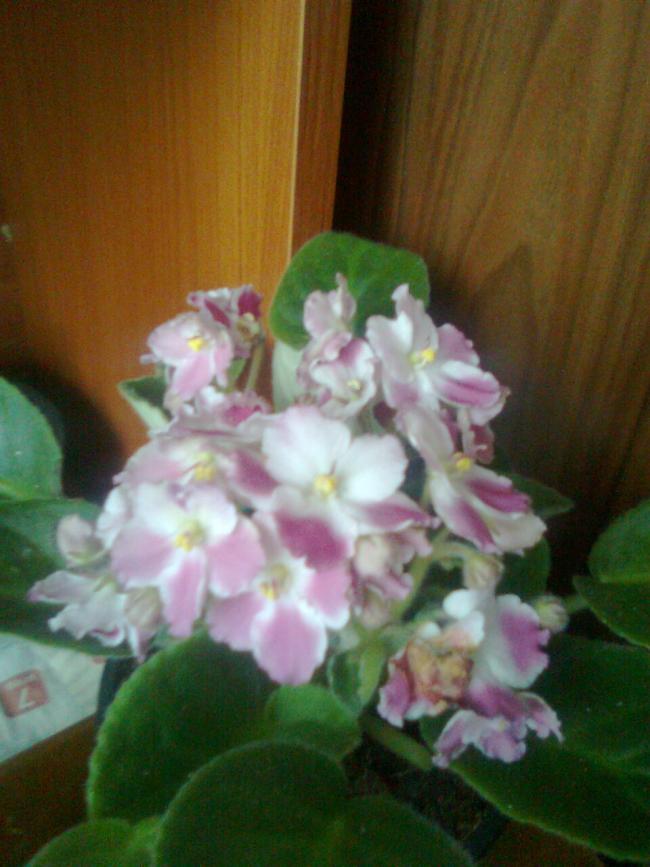 Name:  Grnt0851.jpg
Views: 581
Size:  61.7 KB