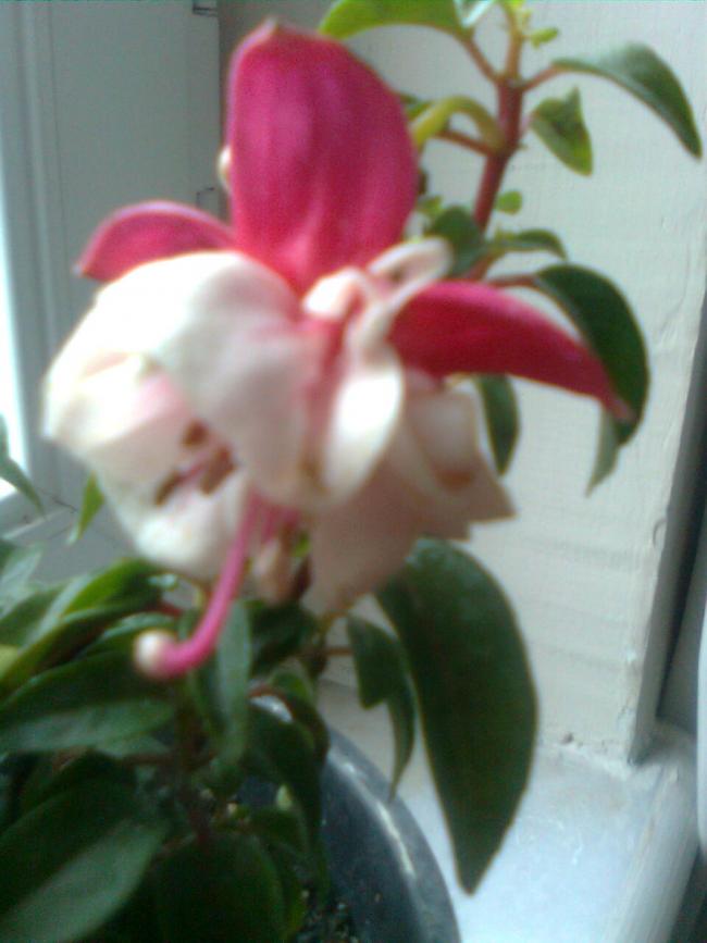 Name:  Grnt0919.jpg
Views: 539
Size:  48.8 KB