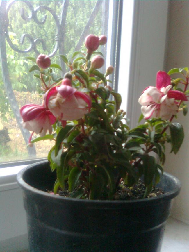 Name:  Grnt0921.jpg
Views: 572
Size:  66.9 KB