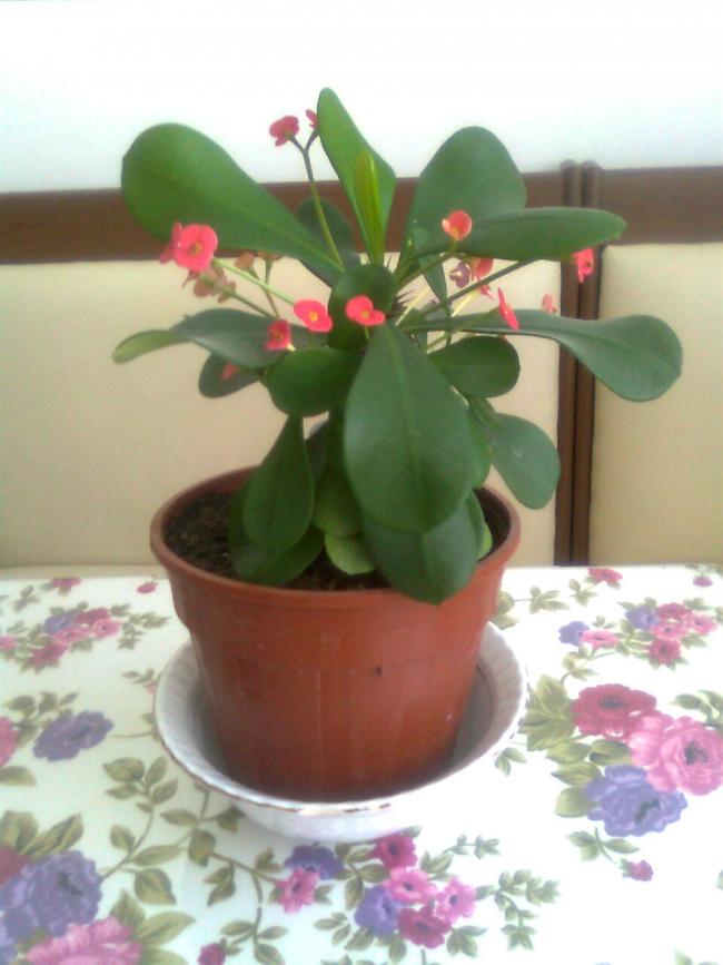 Name:  Grnt0938.jpg
Views: 558
Size:  52.6 KB