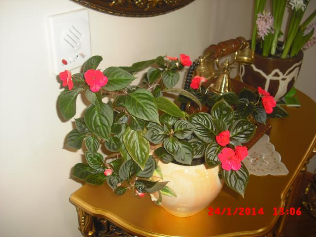 Name:  CIMG5635.jpg
Views: 754
Size:  41.8 KB