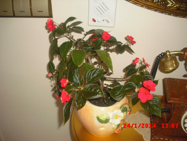 Name:  CIMG5636.jpg
Views: 650
Size:  41.0 KB