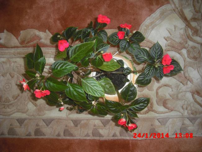 Name:  CIMG5638.jpg
Views: 632
Size:  52.4 KB