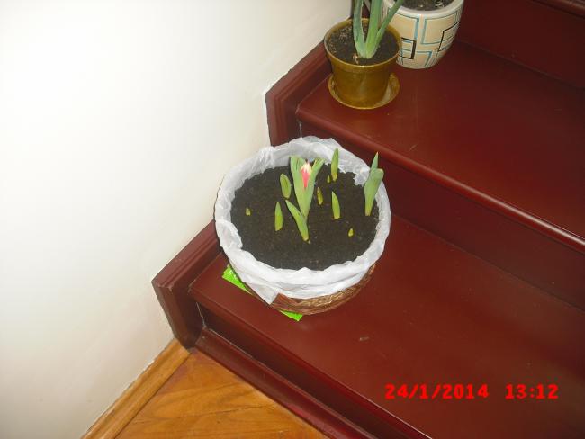 Name:  CIMG5648.jpg
Views: 610
Size:  26.0 KB