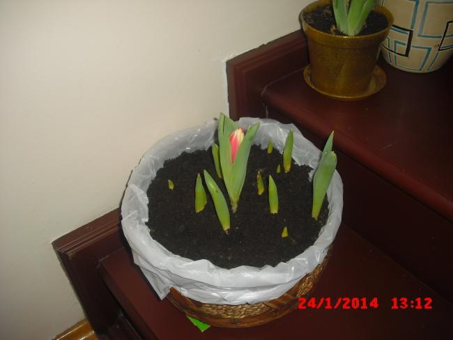 Name:  CIMG5649.jpg
Views: 602
Size:  27.8 KB