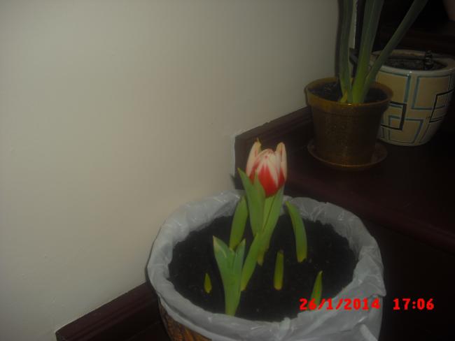 Name:  CIMG5697.jpg
Views: 645
Size:  18.8 KB