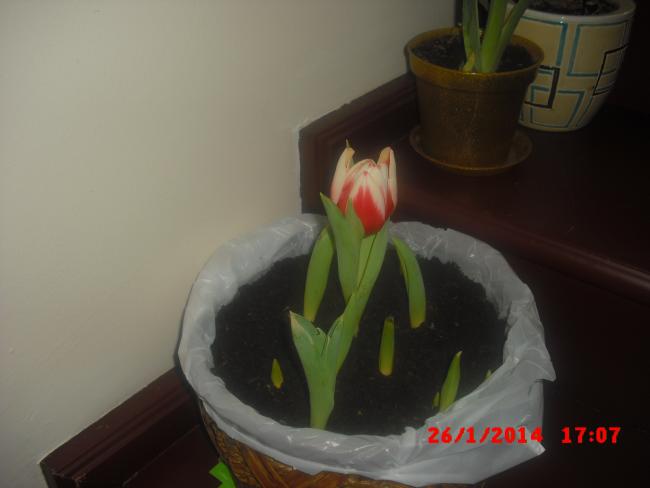 Name:  CIMG5698.jpg
Views: 587
Size:  22.5 KB