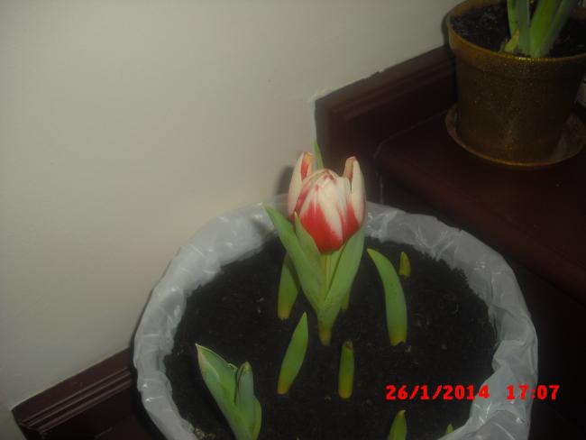 Name:  CIMG5699.jpg
Views: 602
Size:  21.7 KB