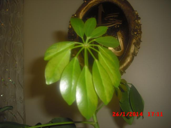 Name:  CIMG5707.jpg
Views: 616
Size:  24.7 KB