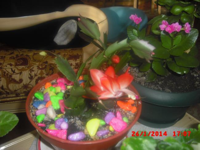 Name:  CIMG5700.jpg
Views: 642
Size:  42.1 KB