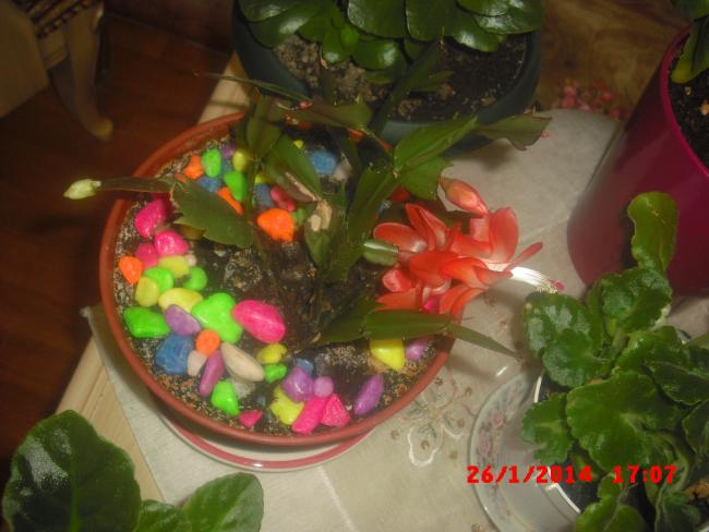 Name:  CIMG5701.jpg
Views: 614
Size:  41.7 KB