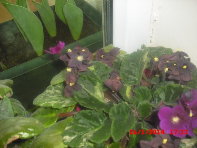 Name:  CIMG5712.jpg
Views: 610
Size:  36.5 KB