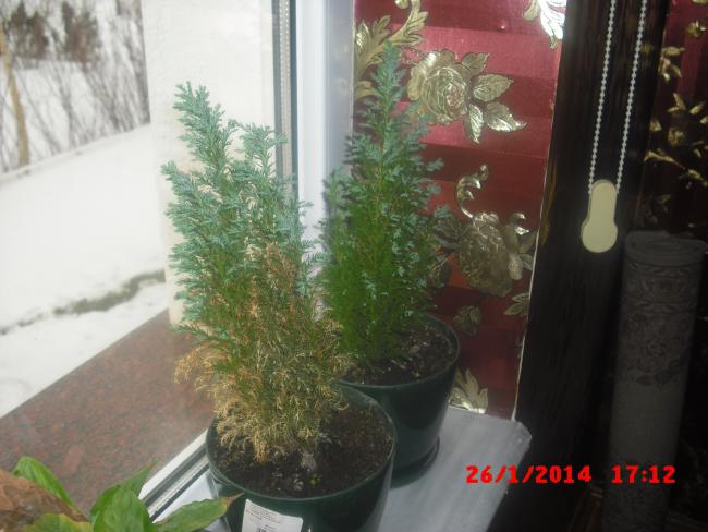 Name:  CIMG5710.jpg
Views: 619
Size:  43.6 KB