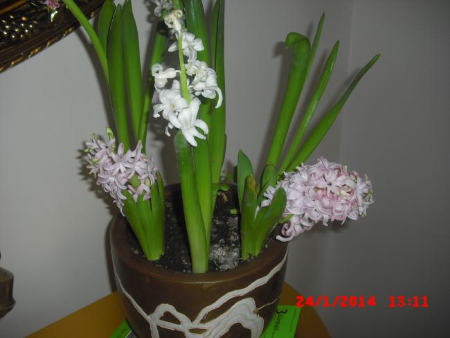 Name:  CIMG5647.jpg
Views: 1037
Size:  33.3 KB