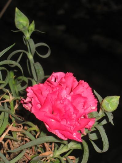 Name:  IMG_4950.jpg
Views: 1056
Size:  27.1 KB