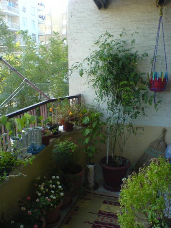 Name:  DSC04559.jpg
Views: 5261
Size:  71.1 KB