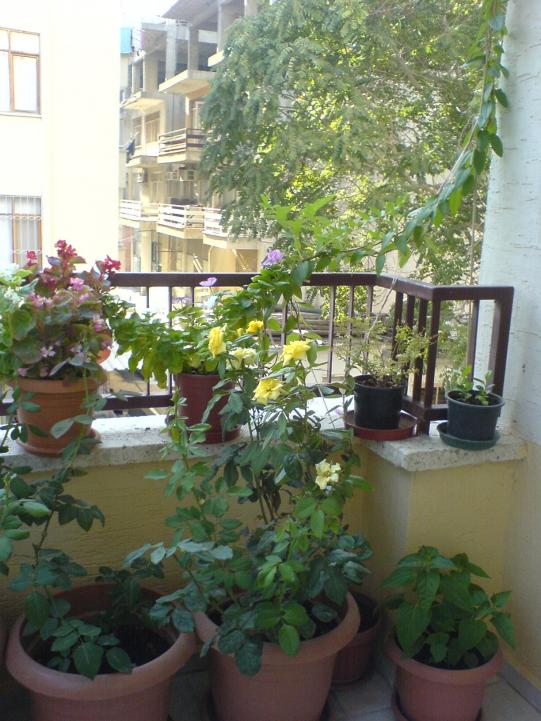 Name:  DSC04552.jpg
Views: 5089
Size:  72.7 KB