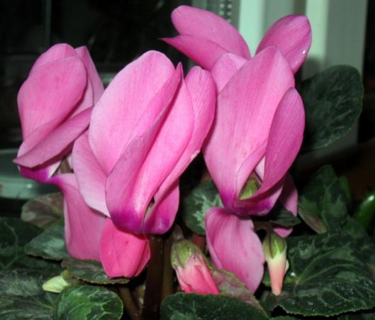 Name:  IMG_5199.jpg
Views: 859
Size:  31.6 KB